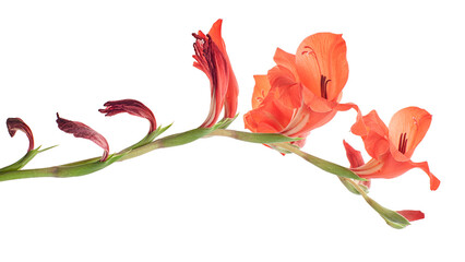 Gladiolus flowers, Red gladiolus blooming on branch isolated on white background, with clipping path 