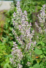 Salvia sclarea, the clary or clary sage is a biennial (short-lived) herbaceous perennial in the genus Salvia