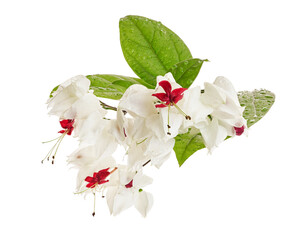 Bleeding glory bower flower, Bleeding heart vine with green leaves, isolated on white background with clipping path   
