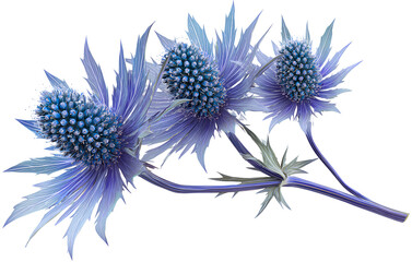 Sea Holly flower with long stem, isolated on transparent background