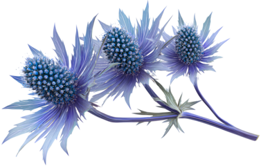 Sea Holly flower with long stem, isolated on transparent background