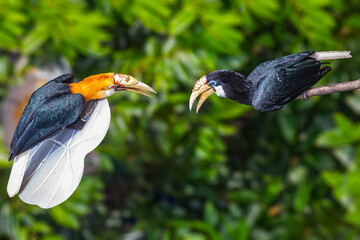 A pair of Blyth's Hornbill