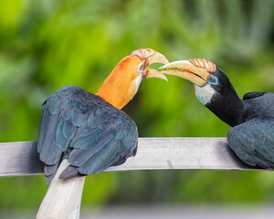 A pair of Blyth's Hornbill