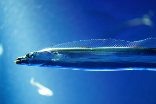 Japanese cutlassfish or largehead hairtail (Trichiurus lepturus) or beltfish is a member of the cutlassfish family, Trichiuridae.