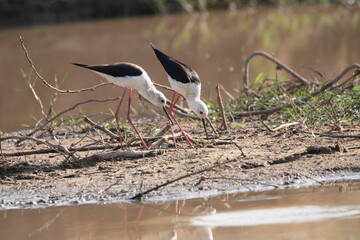 Black winged stilt