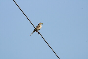 Small Birds