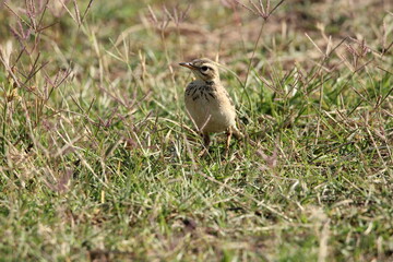 Small Birds