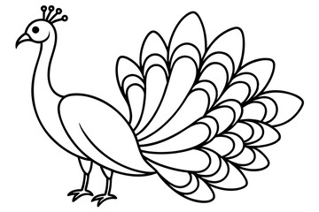 Royal Peacock Sketch