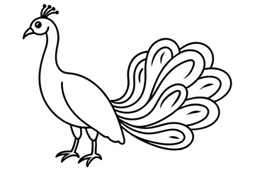Royal Peacock Sketch