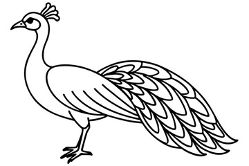 Royal Peacock Sketch