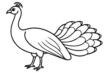 Royal Peacock Sketch