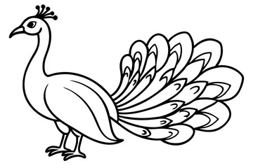 Royal Peacock Sketch