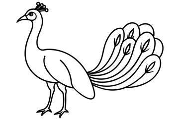 Royal Peacock Sketch