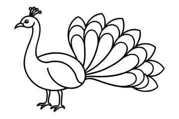 Obraz premium Royal Peacock Sketch