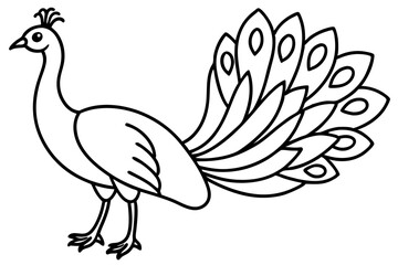 Royal Peacock Sketch