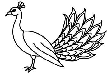 Royal Peacock Sketch