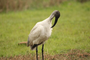 Ibis