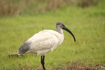 Ibis