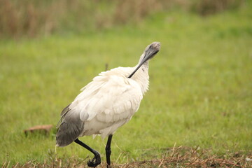 Ibis