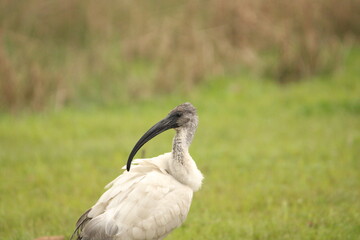 Ibis