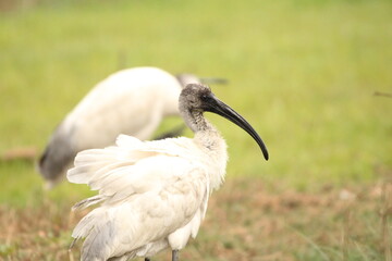 Fototapeta premium Ibis