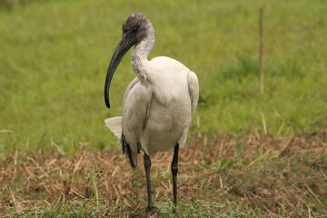 Ibis