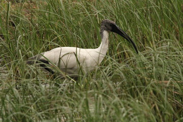 Ibis