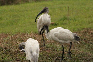 Ibis