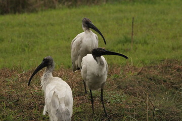 Ibis