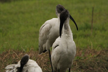 Ibis