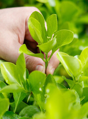 A person is reaching for a leaf in a green bush