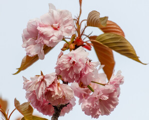 A tree with pink flowers is in the foreground