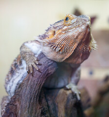 A lizard is sitting on a log