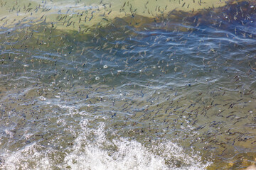 A large number of fish are swimming in the water