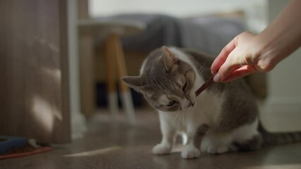 Cat eating treat from human hand indoors