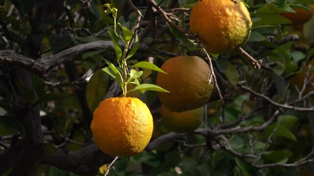 Japanese bitter orange fruits are growing in the field in suburbs of Fukuoka city, JAPAN. without sounds