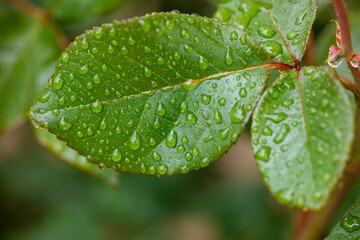 A leaf with raindrops on it