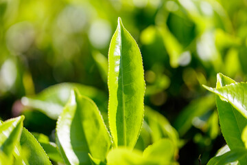 Close-up of bright green colored green Ceylon tea leaves.