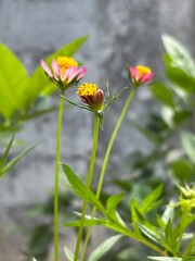Botanical Photo of Kenikir, Cosmos Caudatus Medicinal and Edible Herb, Flowers Group