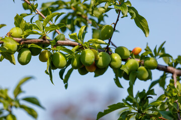 A tree with green leaves and green fruit hanging from it