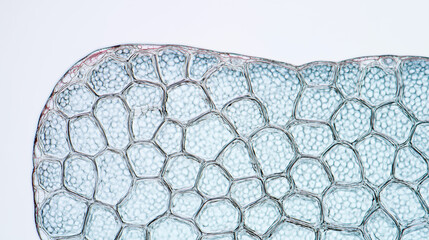 Artificial skin cellular structure under magnification. Detailed view reveals transparent honeycomb pattern, showcasing biotechnology research for human tissue regeneration and transplantation.