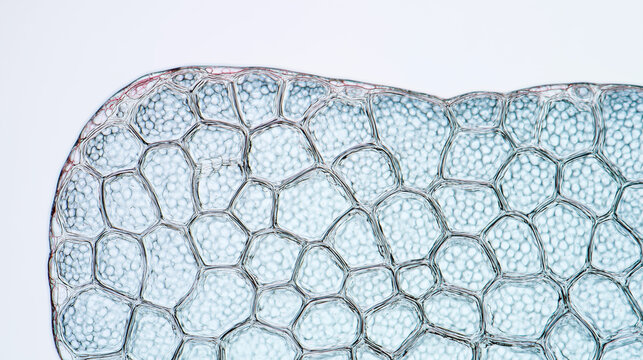 Artificial skin cellular structure under magnification. Detailed view reveals transparent honeycomb pattern, showcasing biotechnology research for human tissue regeneration and transplantation.