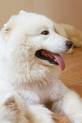 Beautiful Samoyed dog with pure white double layer coat