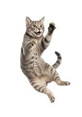 Obraz premium Excited cat playing studio animal photography indoor environment dynamic angle joyful expression