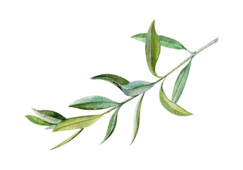 Green fresh olive branch with leaves hand drawn watercolor illustration isolated on white background. Botanical clipart of abstract twig for food, natural, eco design, holiday decor, cards, invitation