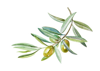 Obraz premium Fresh olive branch with leaves and ripe fruits hand drawn watercolor illustration isolated on white background. Botanical clipart of Green twig for food, natural, eco designs, holiday, menu