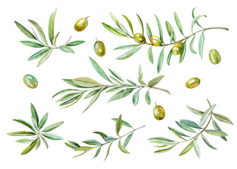 Green olive fresh branches with leaves and fruits hand drawn watercolor illustration isolated on white. Set of isolated natural botanical elements for food design, wedding decor, holiday, menu