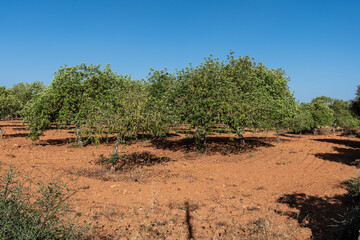 Carob orchard (Ceratonia siliqua), Son Hereuet, Cami Vell de Sa Marina, Llucmajor, Mallorca,...