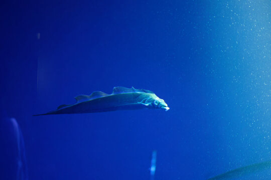 Japanese cutlassfish or largehead hairtail (Trichiurus lepturus) or beltfish is a member of the cutlassfish family, Trichiuridae.