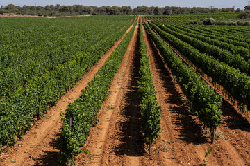 Bodegas Vi Rei, lines of vines for cultivation and harvesting, Llucmajor, Mallorca, Balearic...
